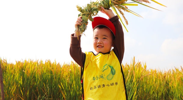 【白馬湖清心研學(xué)】風(fēng)吹稻浪，秋收正好~白馬湖秋收大作戰(zhàn)研學(xué)活動(dòng)精彩回顧